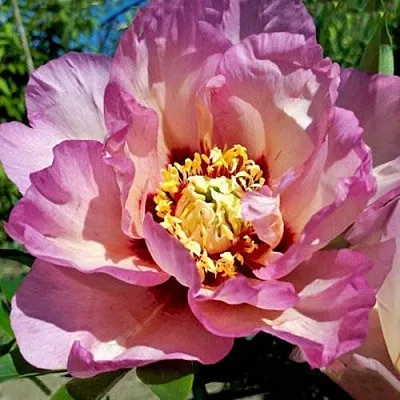 Пион ПАСТЕЛЬ СПЛЕНДОР ито-гибрид  Пион ПАСТЕЛЬ СПЛЕНДОР ито-гибрид в Калининграде