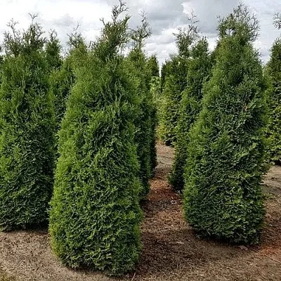 Туя ХОЛМСТРУП западная  Туя ХОЛМСТРУП западная в Калининграде