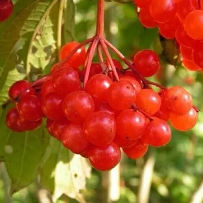 Калина ПАМЯТИ ВАЛЕНТИНЫ в Калининграде