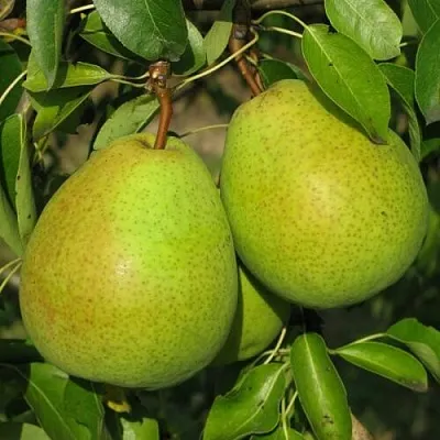 Груша НАЙТ-ВЕРТ колонновидная  Груша НАЙТ-ВЕРТ колонновидная в Калининграде