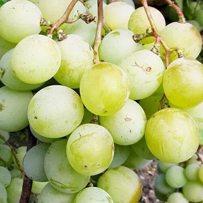 Виноград КЕША МУСКАТ  Виноград КЕША МУСКАТ в Калининграде