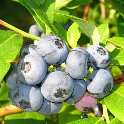 саженцы голубики саженцы голубики