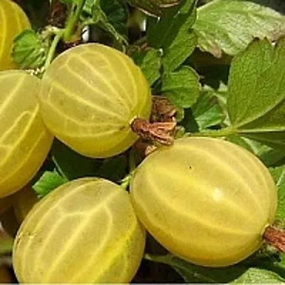 Крыжовник ЯРОВОЙ в Калининграде