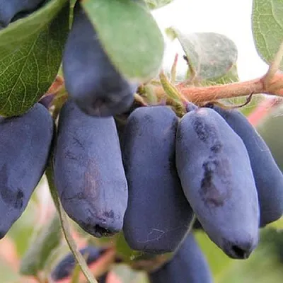 Жимолость съедобная ЛАКОМКА в Калининграде