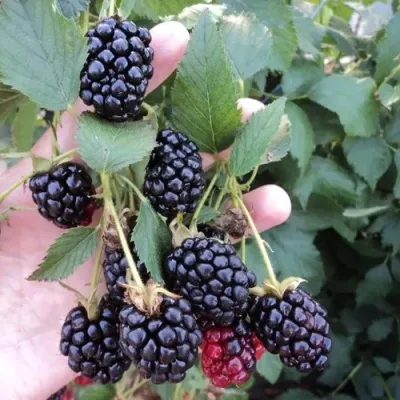 Ежевика ОУАЧИТА бесшипная — описание сорта Ежевика ОУАЧИТА бесшипная в Калининграде