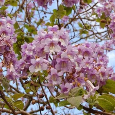 Павлония ПАО ТОГН Z07 в Калининграде