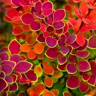 Барбарис ОРАНЖ САНРАЙЗ тунберга в Калининграде