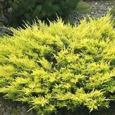 Можжевельник ЛАЙМ ГЛОУ горизонтальный  Можжевельник ЛАЙМ ГЛОУ горизонтальный в Калининграде