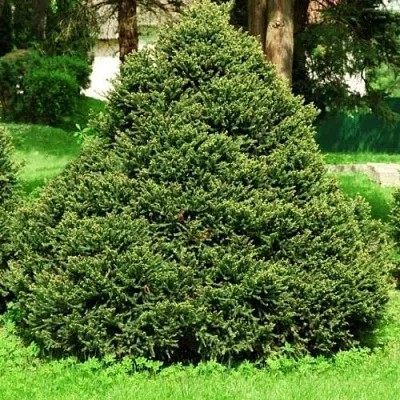 Ель ОЛЕНДОРФИ обыкновенная  Ель ОЛЕНДОРФИ обыкновенная в Калининграде