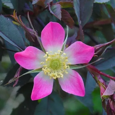 Саженцы роз сизая — описание сорта Саженцы роз сизая в Калининграде