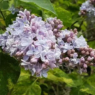 Сирень АУКУБАФОЛИЯ  Сирень АУКУБАФОЛИЯ в Калининграде