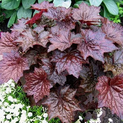 Гейхера ПАЛАС ПУРПЛ  Гейхера ПАЛАС ПУРПЛ в Калининграде