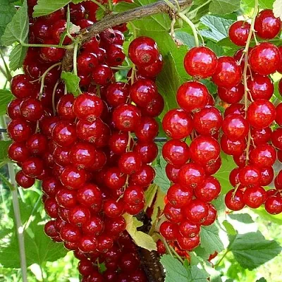 Смородина красная ЙОНКЕР ВАН ТЕТС  Смородина красная ЙОНКЕР ВАН ТЕТС в Калининграде