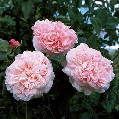 Саженцы роз КЛЭР РОУЗ английская  Саженцы роз КЛЭР РОУЗ английская в Калининграде