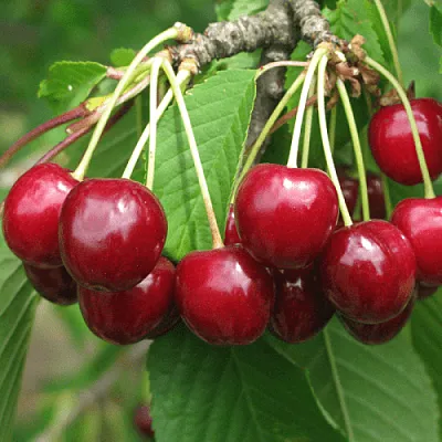 Черешня ГРОНКОВАЯ в Калининграде