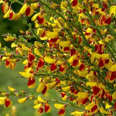 Ракитник  Ракитник в Калининграде