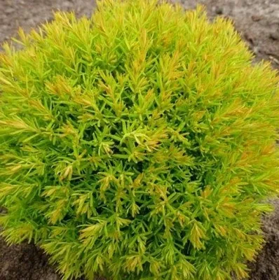 Туя АННИЕК западная  Туя АННИЕК западная в Калининграде