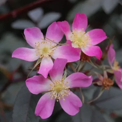 Саженцы роз сизая — описание сорта Саженцы роз сизая в Калининграде