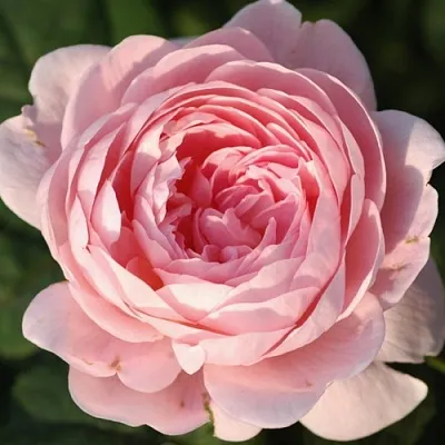 Саженцы роз КУИН ОФ СУИДЕН английская  Саженцы роз КУИН ОФ СУИДЕН английская в Калининграде