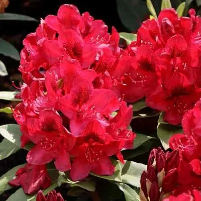 Рододендрон МАТАДОР  Рододендрон МАТАДОР в Калининграде