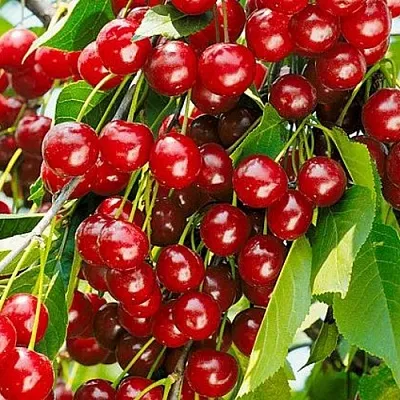 Вишня БРУСНИЦЫНА степная в Калининграде