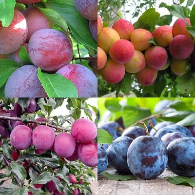 Комплект СЛИВОВЫЙ САД в Калининграде