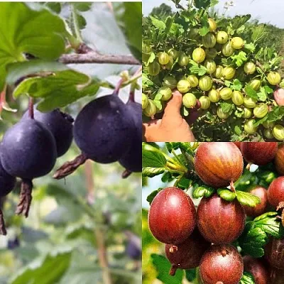 Комплект КРЫЖОВНИК MIX в Калининграде