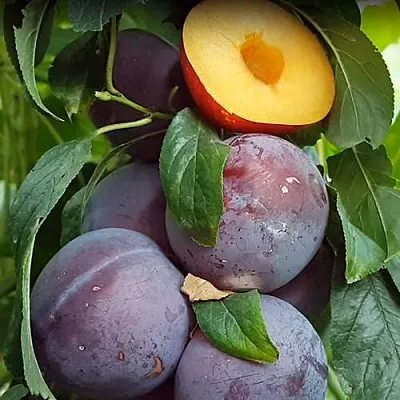 НЕКТАПРИУМ  НЕКТАПРИУМ в Калининграде