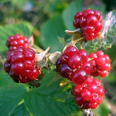 Княженика АСТРА в Калининграде