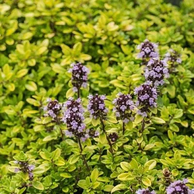 Тимьян АУРЕУС лимоннопахнущий  Тимьян АУРЕУС лимоннопахнущий в Калининграде