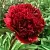 Пион РЕД ГРЕЙС травянистый в Калининграде