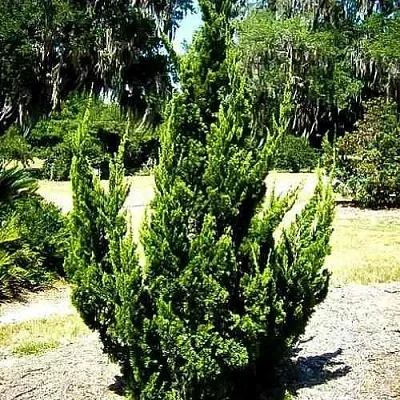 Можжевельник КАЙЗУКА китайский  Можжевельник КАЙЗУКА китайский в Калининграде