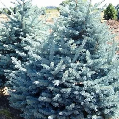 Ель ГЛАУКА колючая в Калининграде