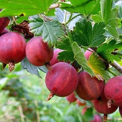 Крыжовник КРАСНОСЛАВЯНСКИЙ в Калининграде