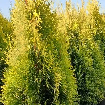 Туя ГОЛДЕН СМАРАГД западная  Туя ГОЛДЕН СМАРАГД западная в Калининграде