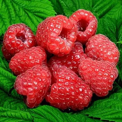 Саженцы малины оптом в Калининграде