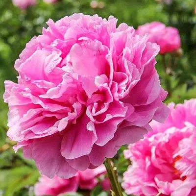 Пион АЛЕКСАНДР ФЛЕМИНГ травянистый  Пион АЛЕКСАНДР ФЛЕМИНГ травянистый в Калининграде