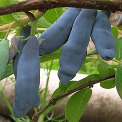 Жимолость съедобная ЛЕНИНГРАДСКИЙ ВЕЛИКАН в Калининграде