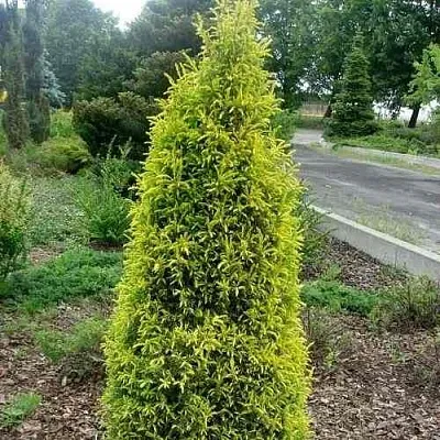 Можжевельник ГОЛД КОН обыкновенный  Можжевельник ГОЛД КОН обыкновенный в Калининграде