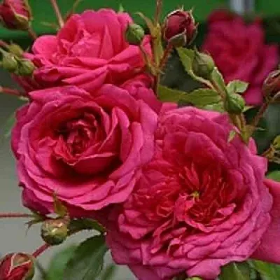 Саженцы роз ЛАГУНА плетистая  Саженцы роз ЛАГУНА плетистая в Калининграде