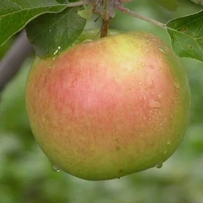 Яблоня БРЯНСКОЕ ЗОЛОТИСТОЕ  Яблоня БРЯНСКОЕ ЗОЛОТИСТОЕ в Калининграде