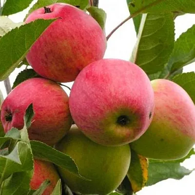 Яблоня МЕЧТА  Яблоня МЕЧТА в Калининграде