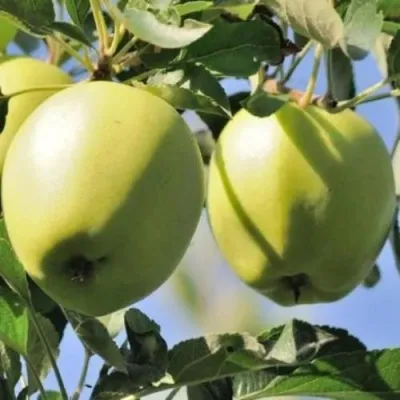 Яблоня САХАРНАЯ — описание сорта Яблоня САХАРНАЯ в Калининграде