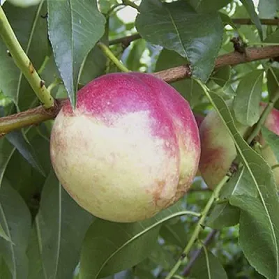 ПИЧЕРИН  ПИЧЕРИН в Калининграде