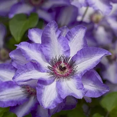 Клематис МОНИНГ СКАЙ  Клематис МОНИНГ СКАЙ в Калининграде