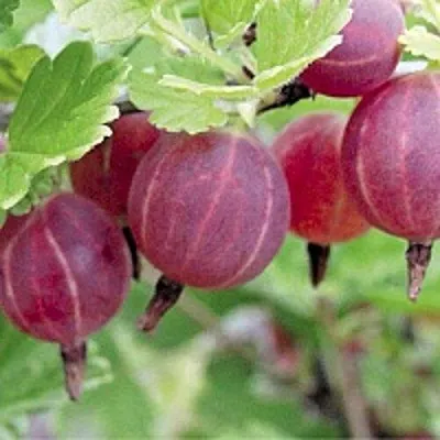 Крыжовник РАВОЛТ в Калининграде