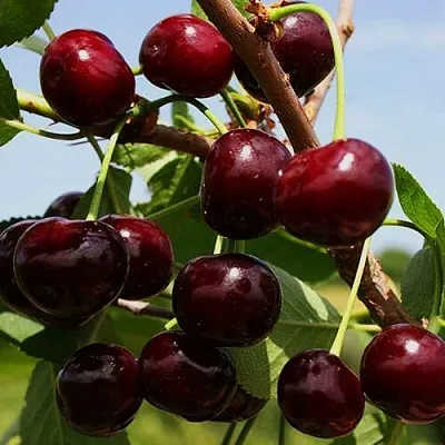 Вишня РОВЕСНИЦА в Калининграде