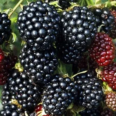 Ежевика ЭВЕРГРИН бесшипная в Калининграде