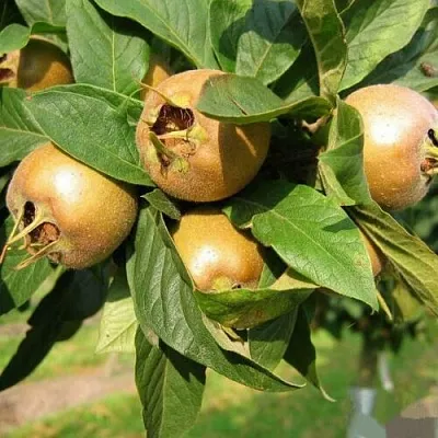 МУШМУЛА   МУШМУЛА  в Калининграде