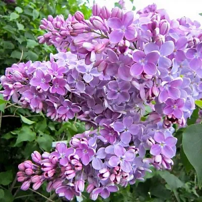 Сирень ОЛЯ  Сирень ОЛЯ в Калининграде